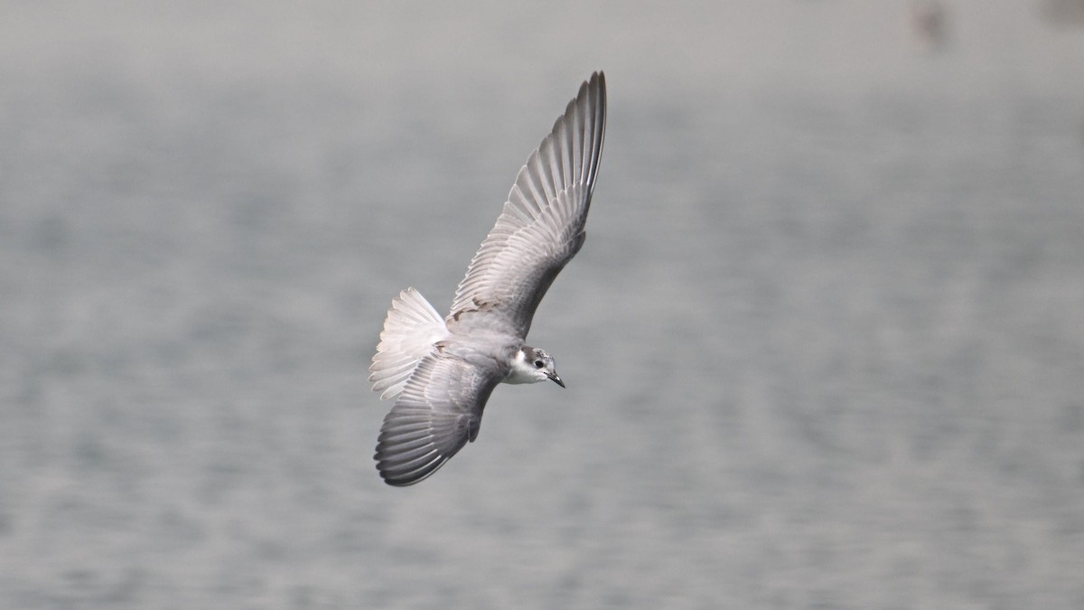 Whiskered Tern - ML644794304
