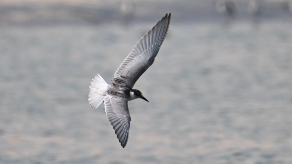 Whiskered Tern - ML644794305