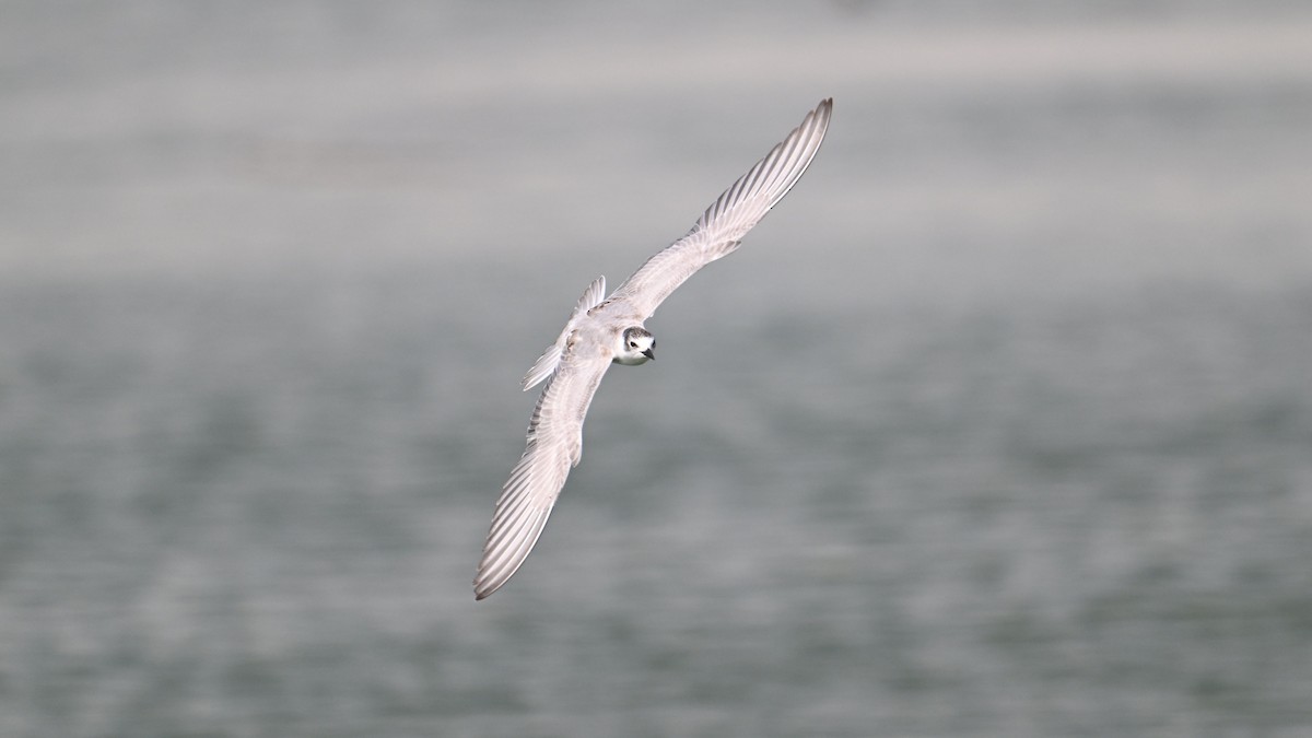 Whiskered Tern - ML644794306