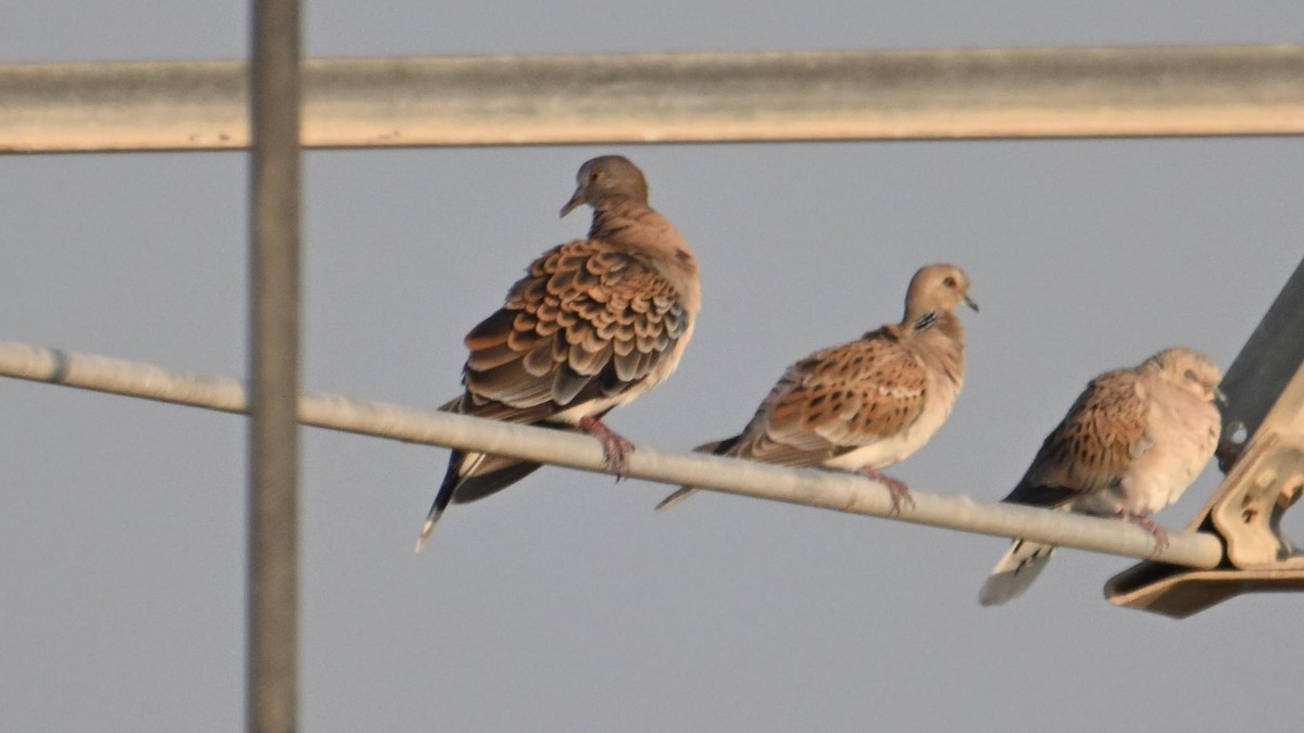 Oriental Turtle-Dove - ML644794310