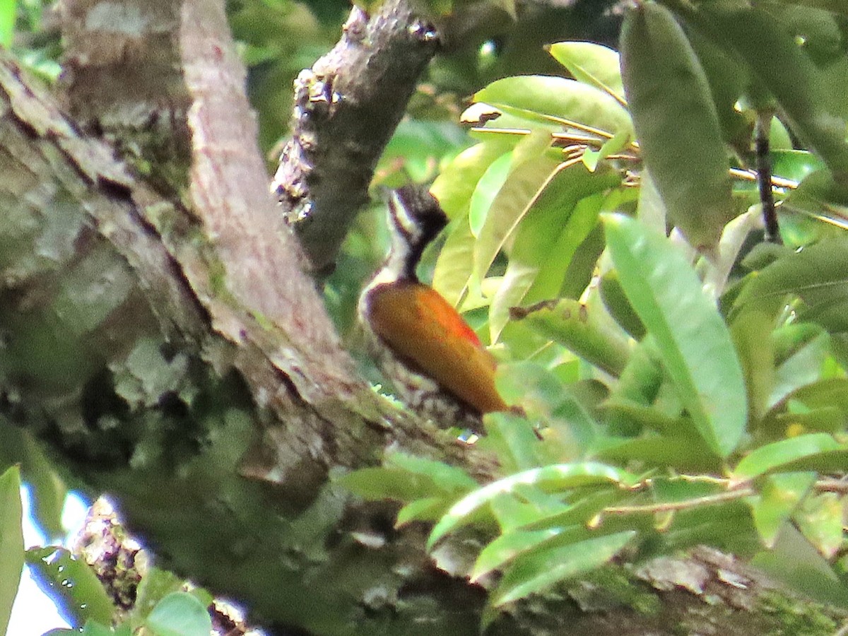Common Flameback - ML644794312