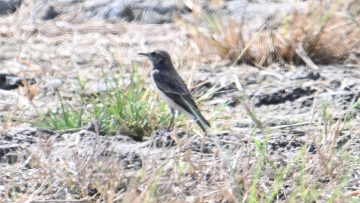 Pied Wheatear - ML644794314