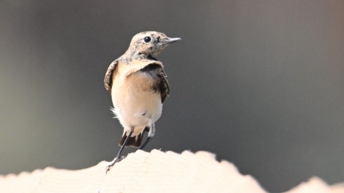 Pied Wheatear - ML644794315