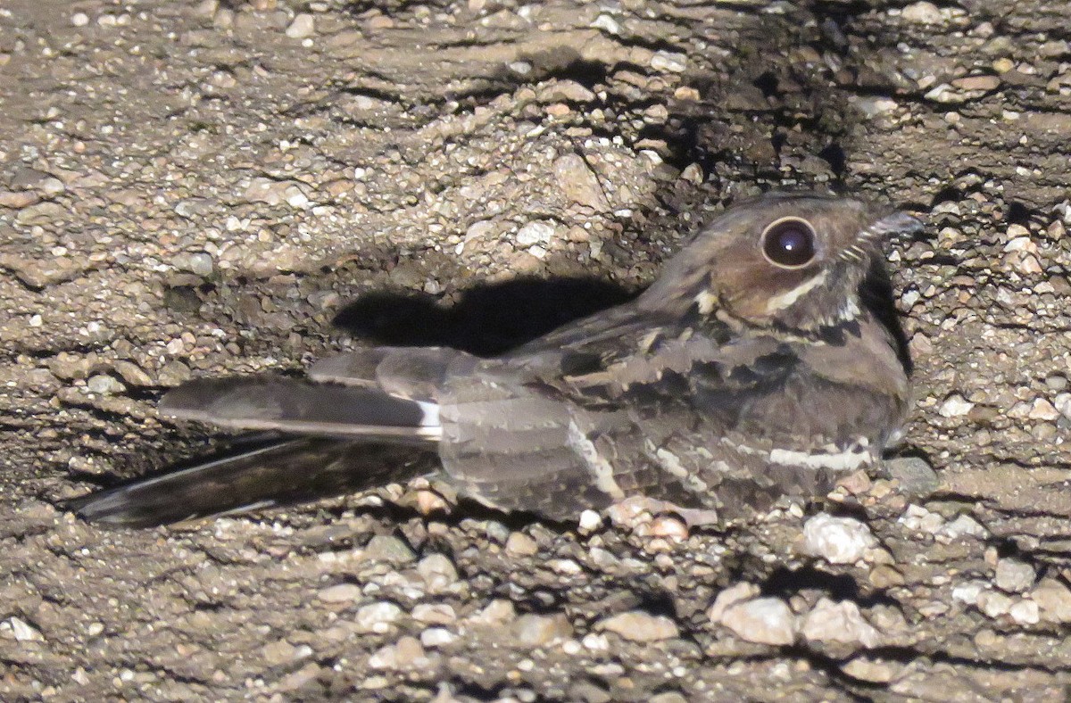 Hint Çobanaldatanı - ML644794319