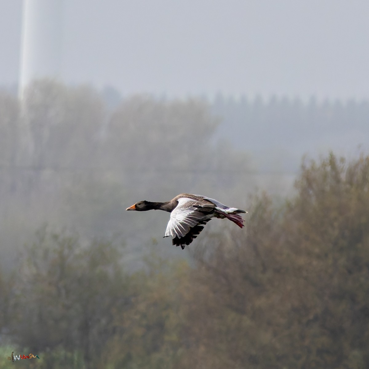 Graylag Goose - ML644794322