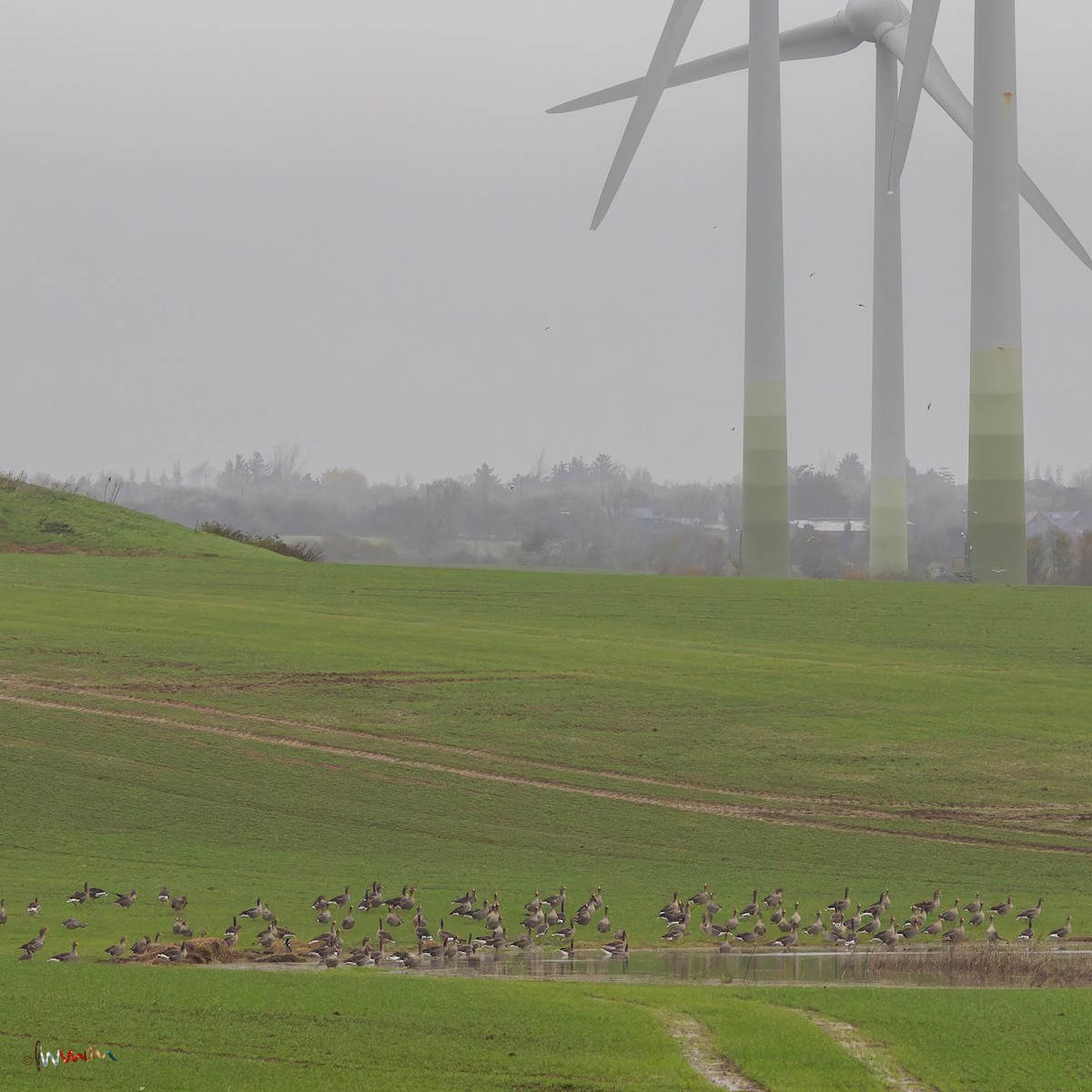 Graylag Goose - ML644794323