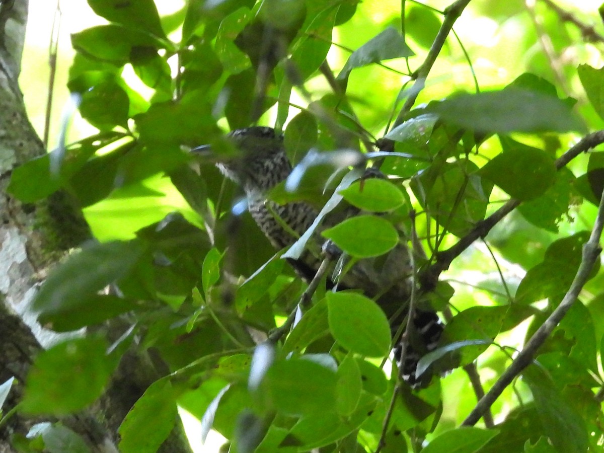 Barred Antshrike - ML644794345