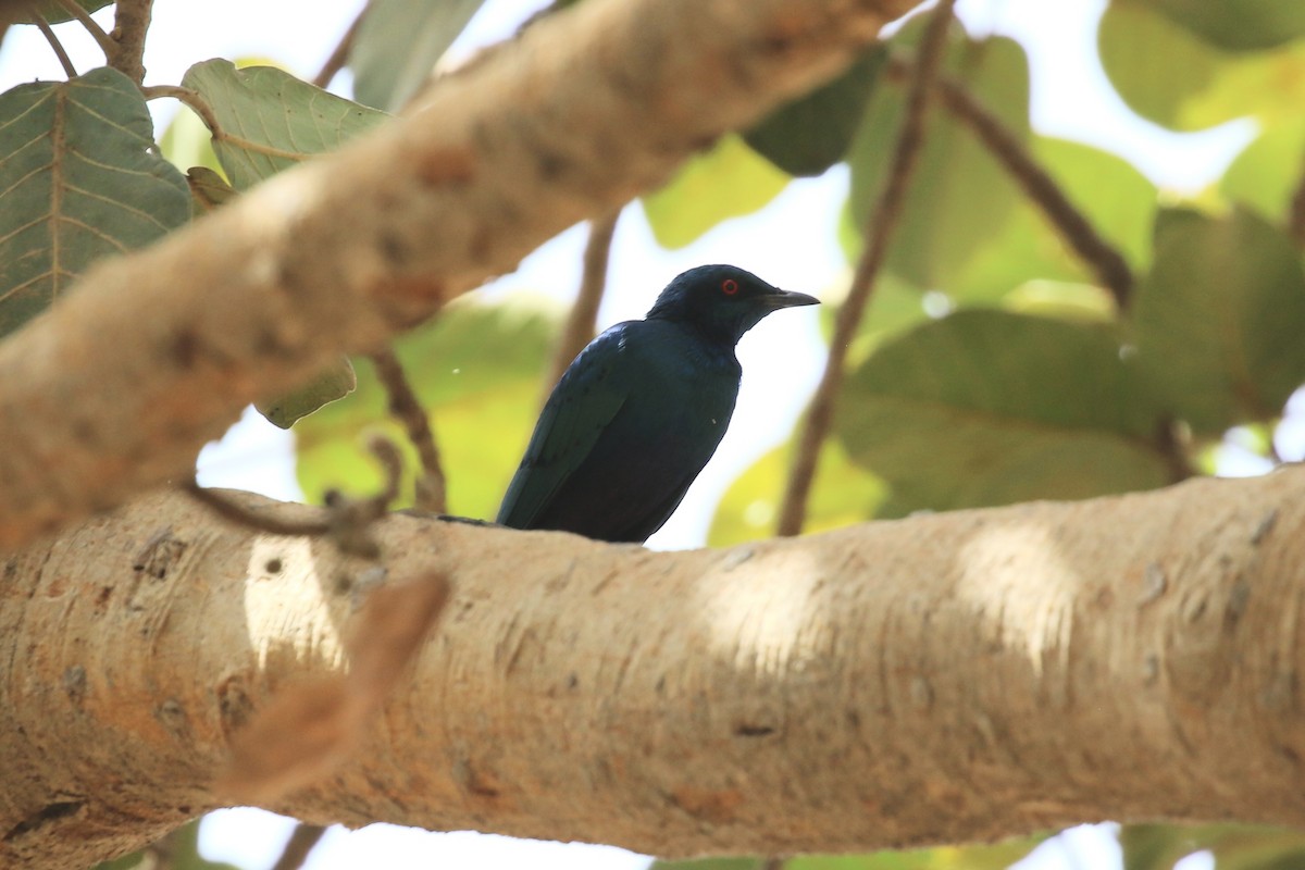 Büyük Mavikulak Sığırcık - ML644794373