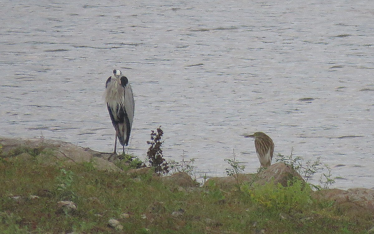 Индийская прудовая цапля - ML644794381