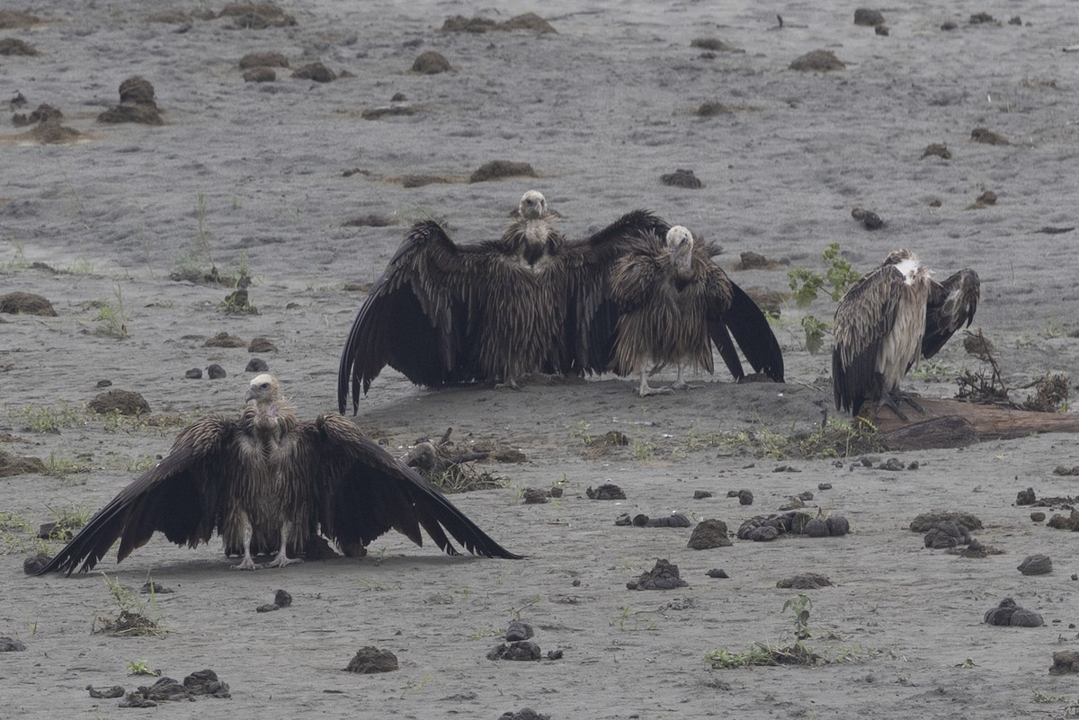 Кумай - ML644794385