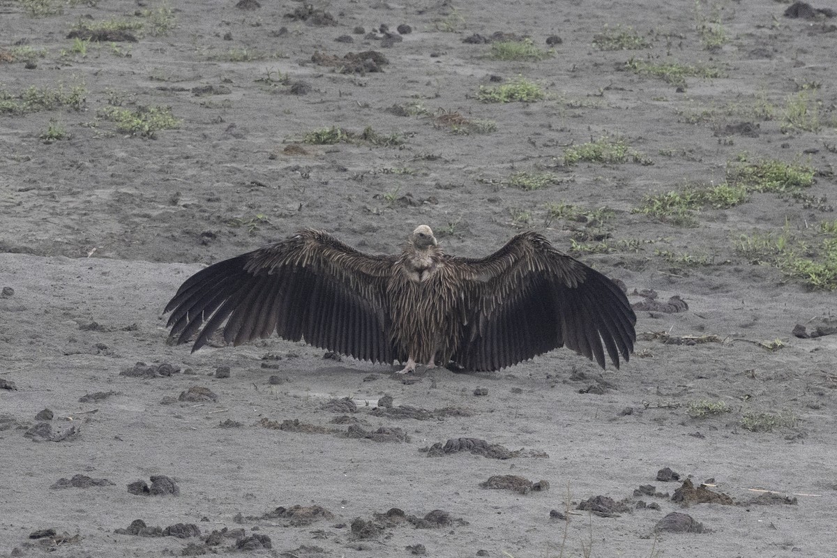 Кумай - ML644794394