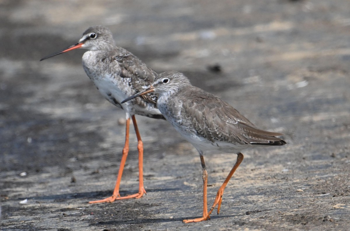 Common Redshank - ML644794409