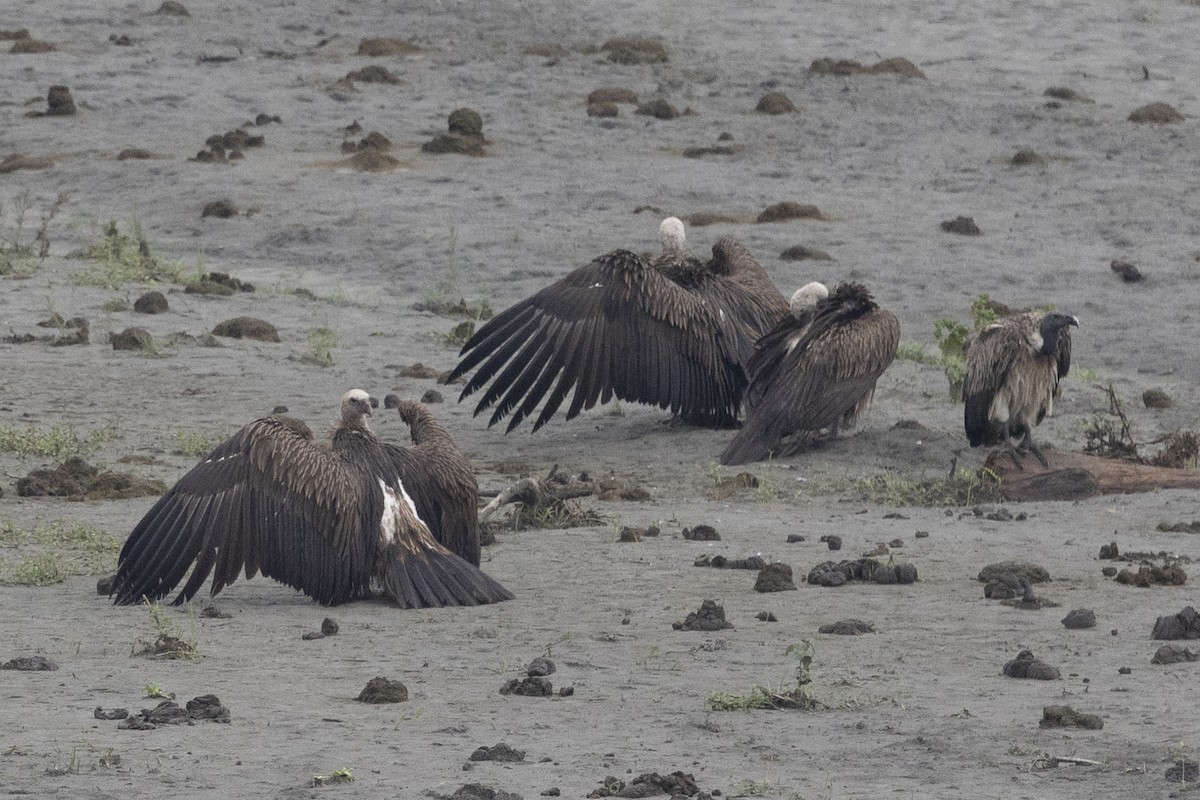 Кумай - ML644794410