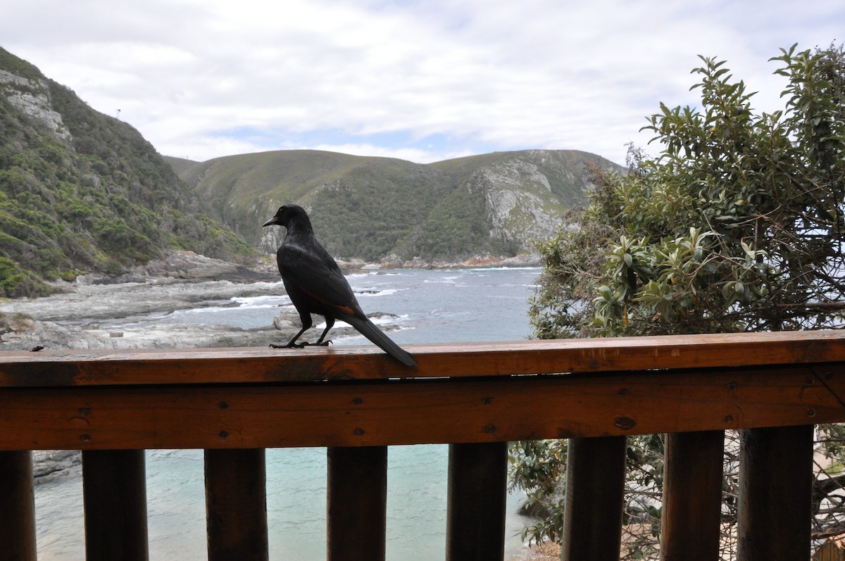 Red-winged Starling - ML644794434