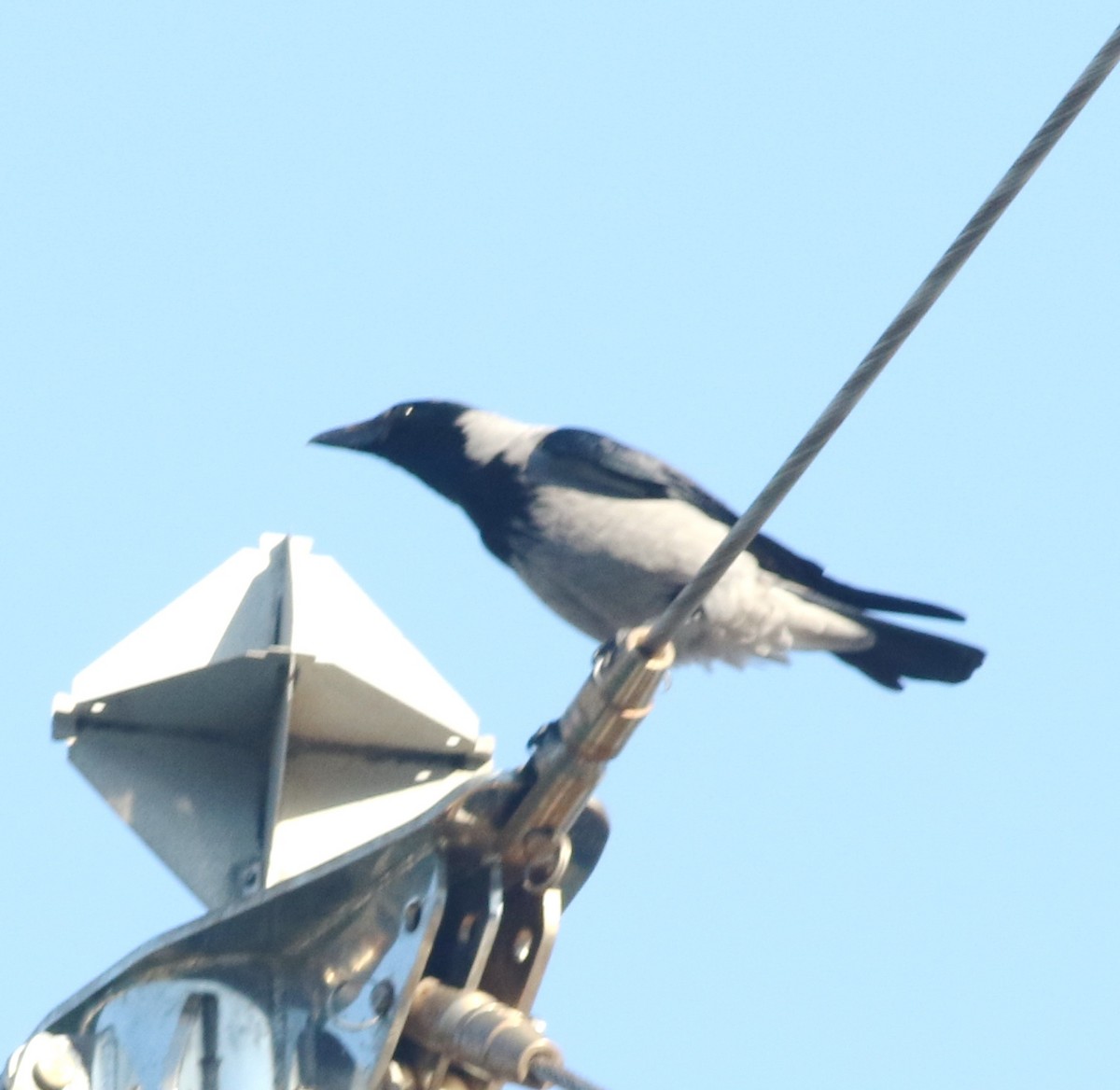 Leş Kargası - ML644794441