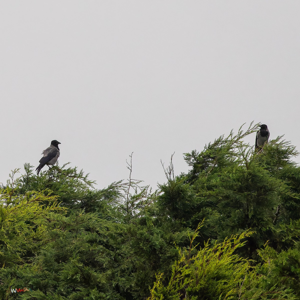 Leş Kargası - ML644794444