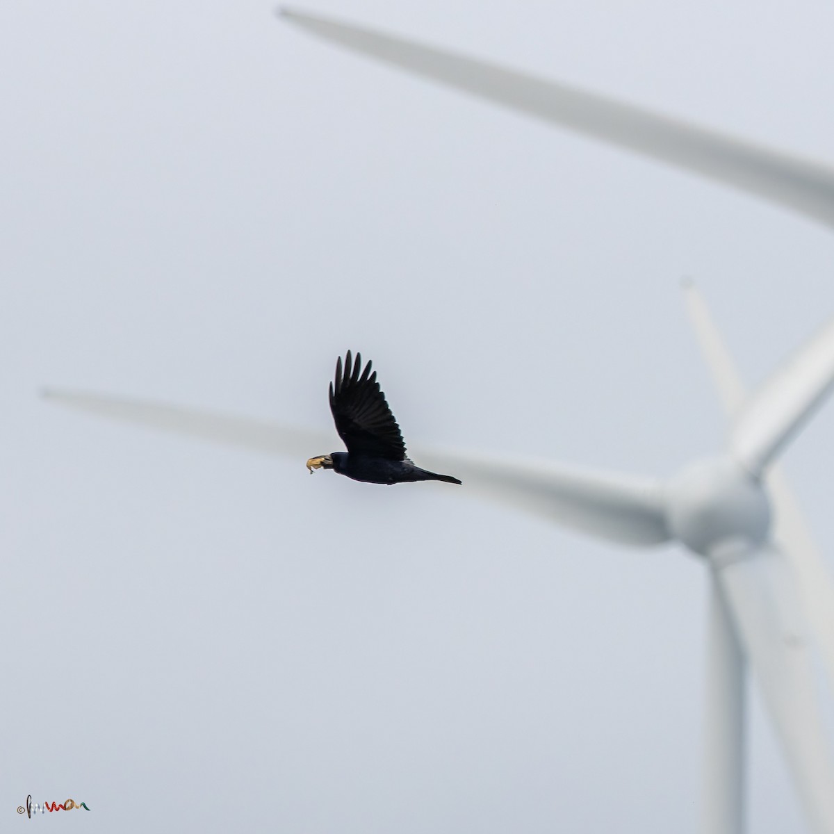 Ekin Kargası - ML644794445