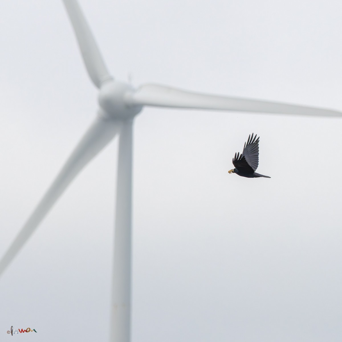 Ekin Kargası - ML644794446