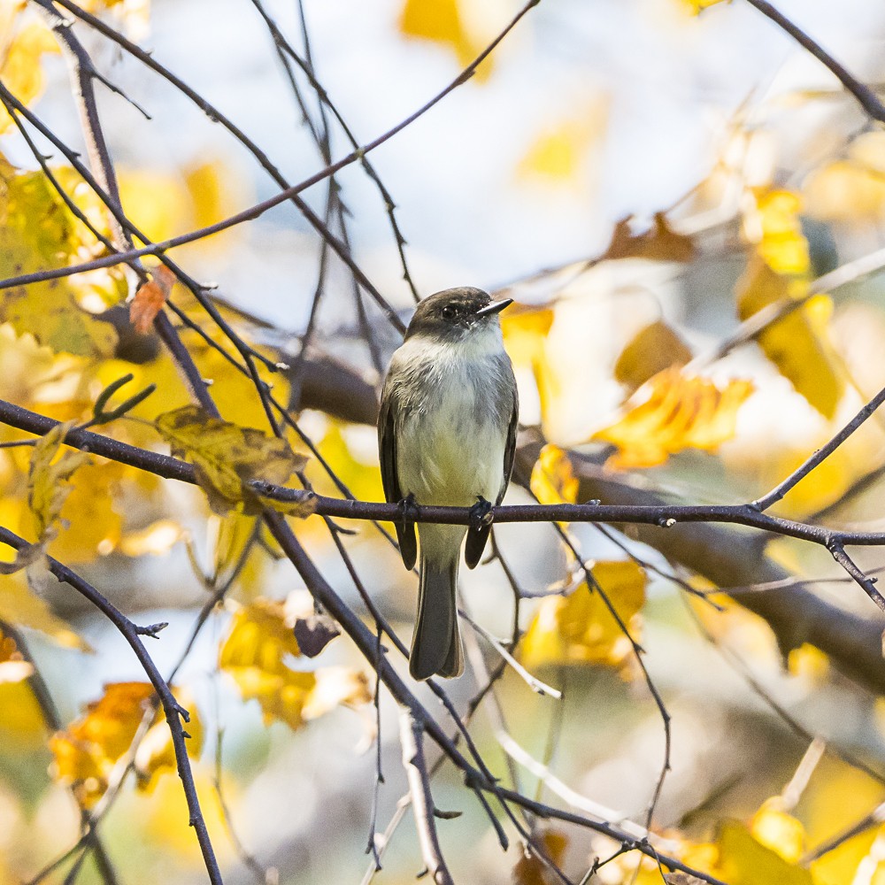 Mosquero Fibí - ML644794454