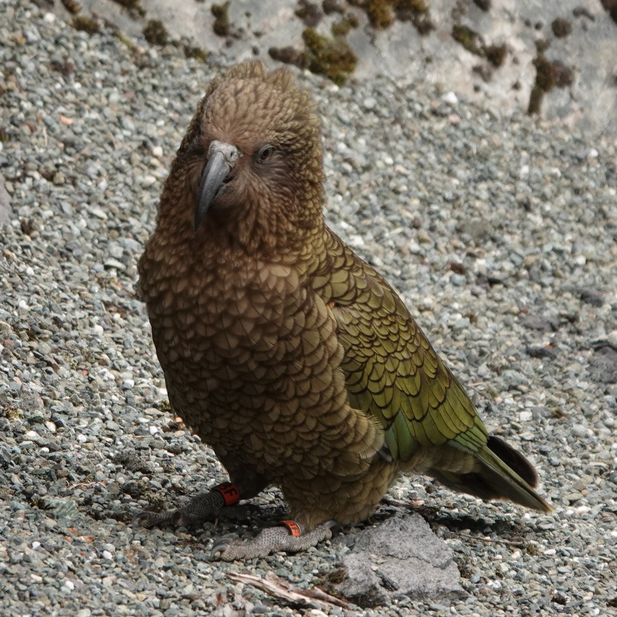 Kea - ML644794459