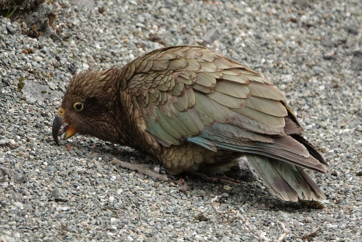 Kea - ML644794461