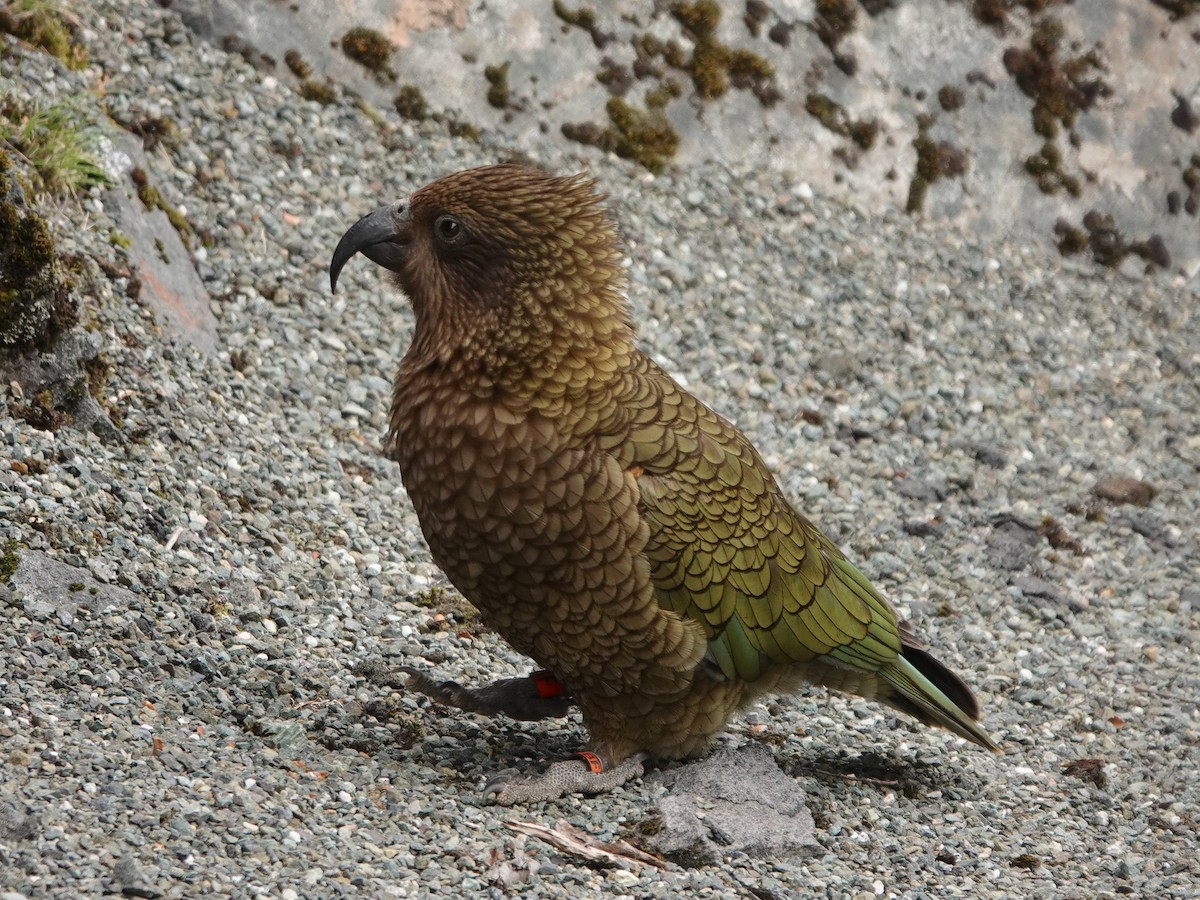 Kea - ML644794462