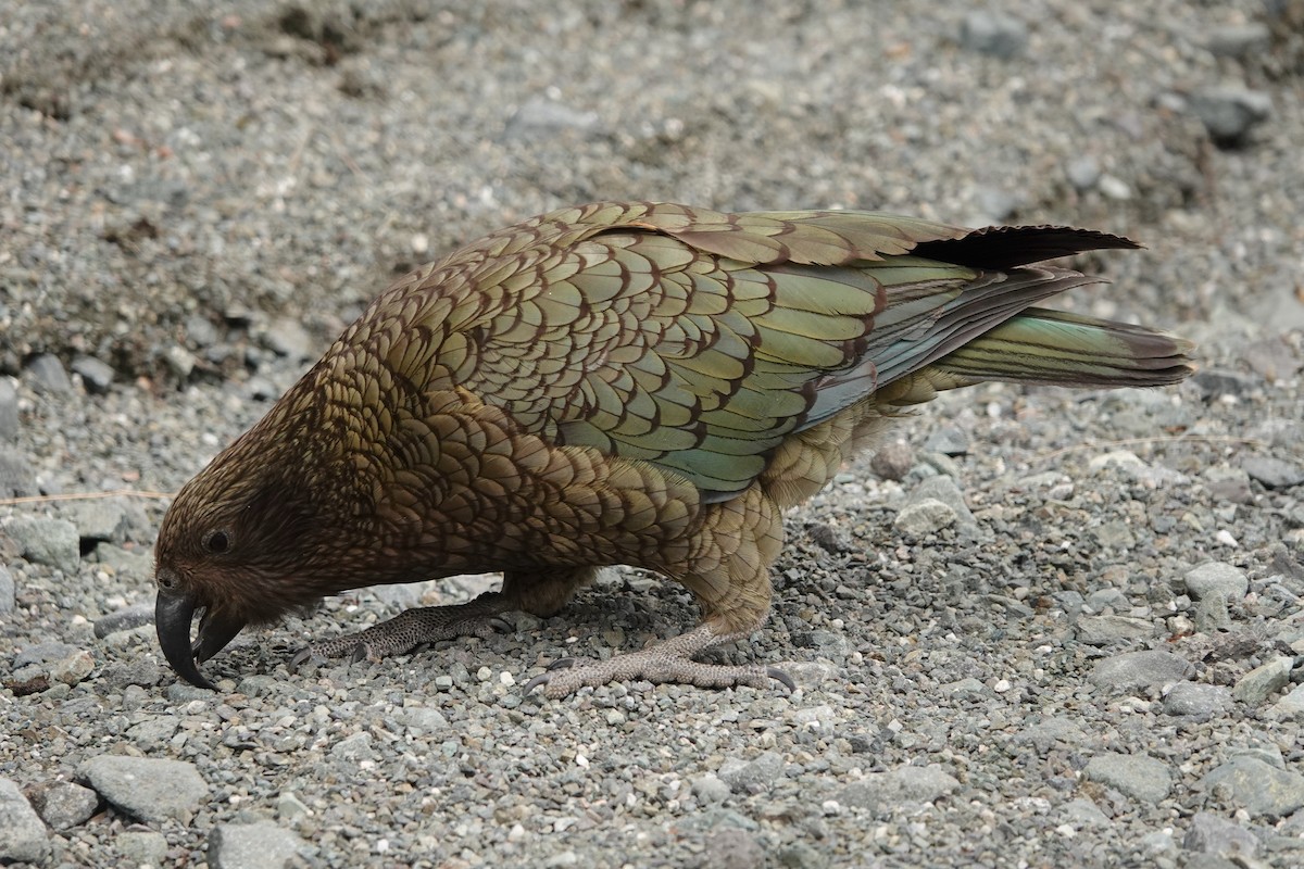 Kea - ML644794463
