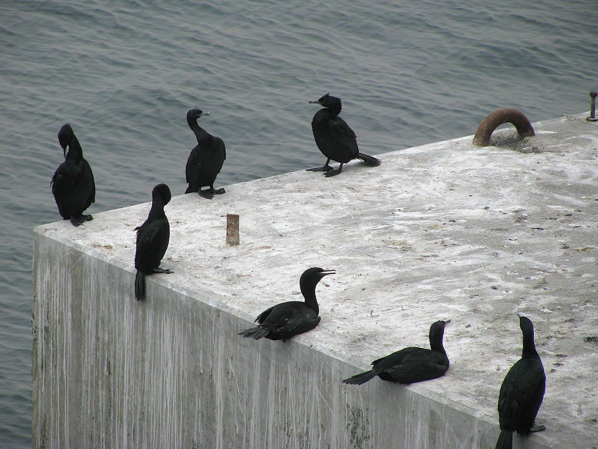 Pelajik Karabatak - ML644794466