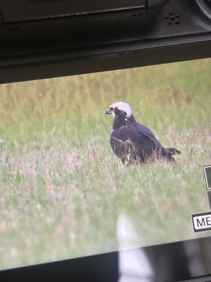 Western Marsh Harrier - ML644794471