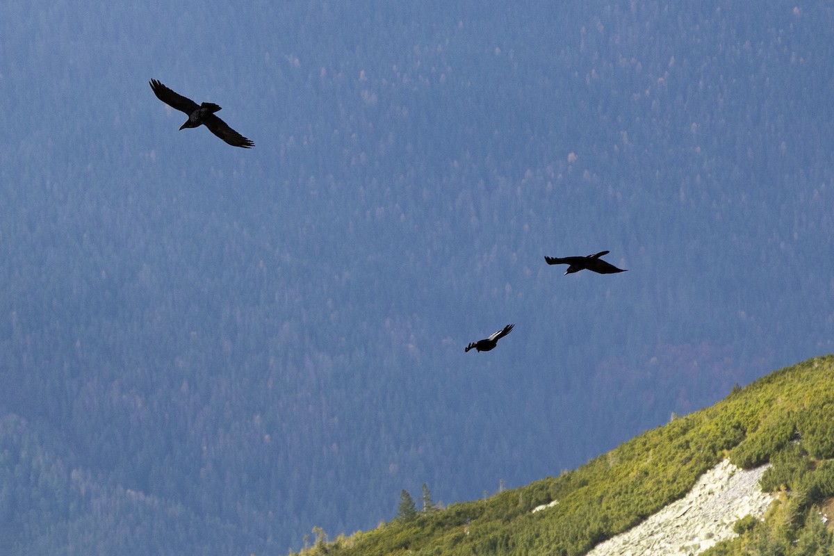 Erroi handia - ML644794503