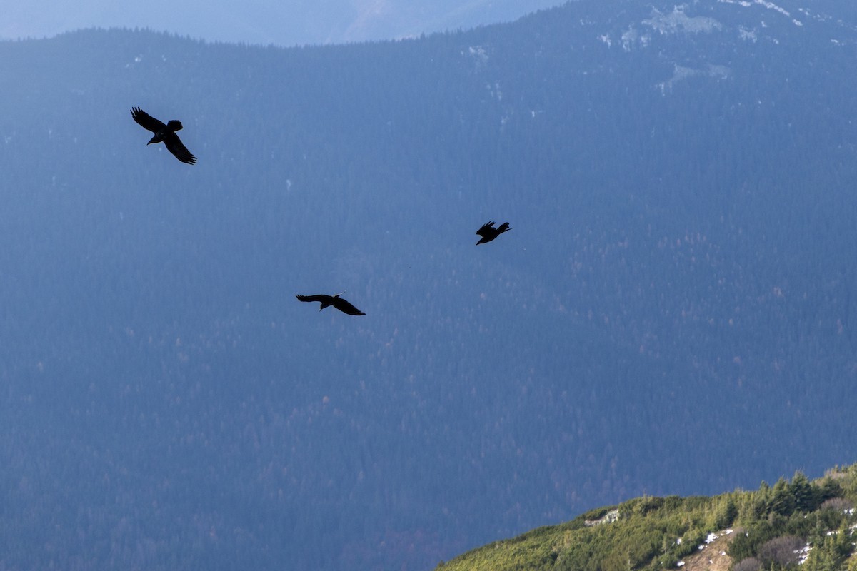 Erroi handia - ML644794505