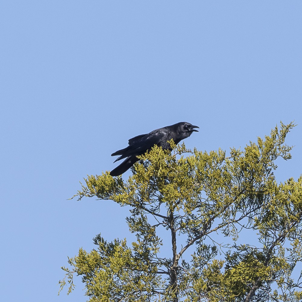 American Crow - ML644794518