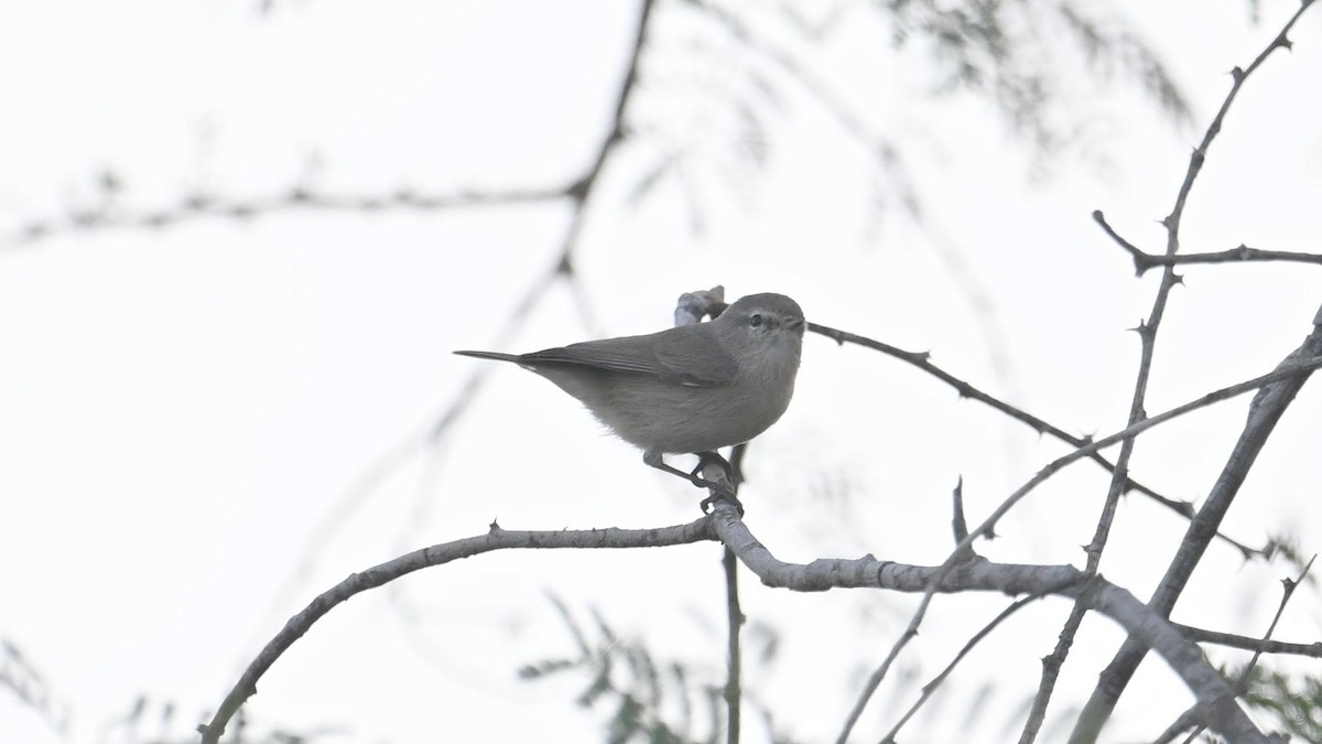 Plain Leaf Warbler - ML644794530