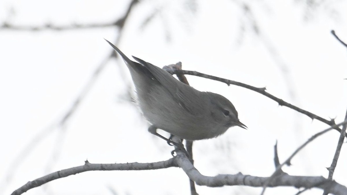Plain Leaf Warbler - ML644794531