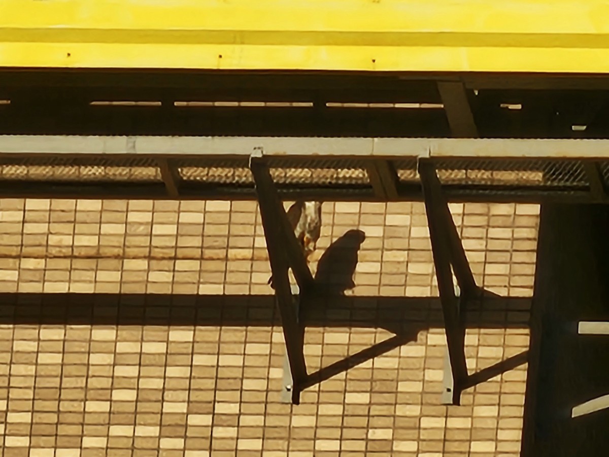 sokol stěhovavý - ML644794535