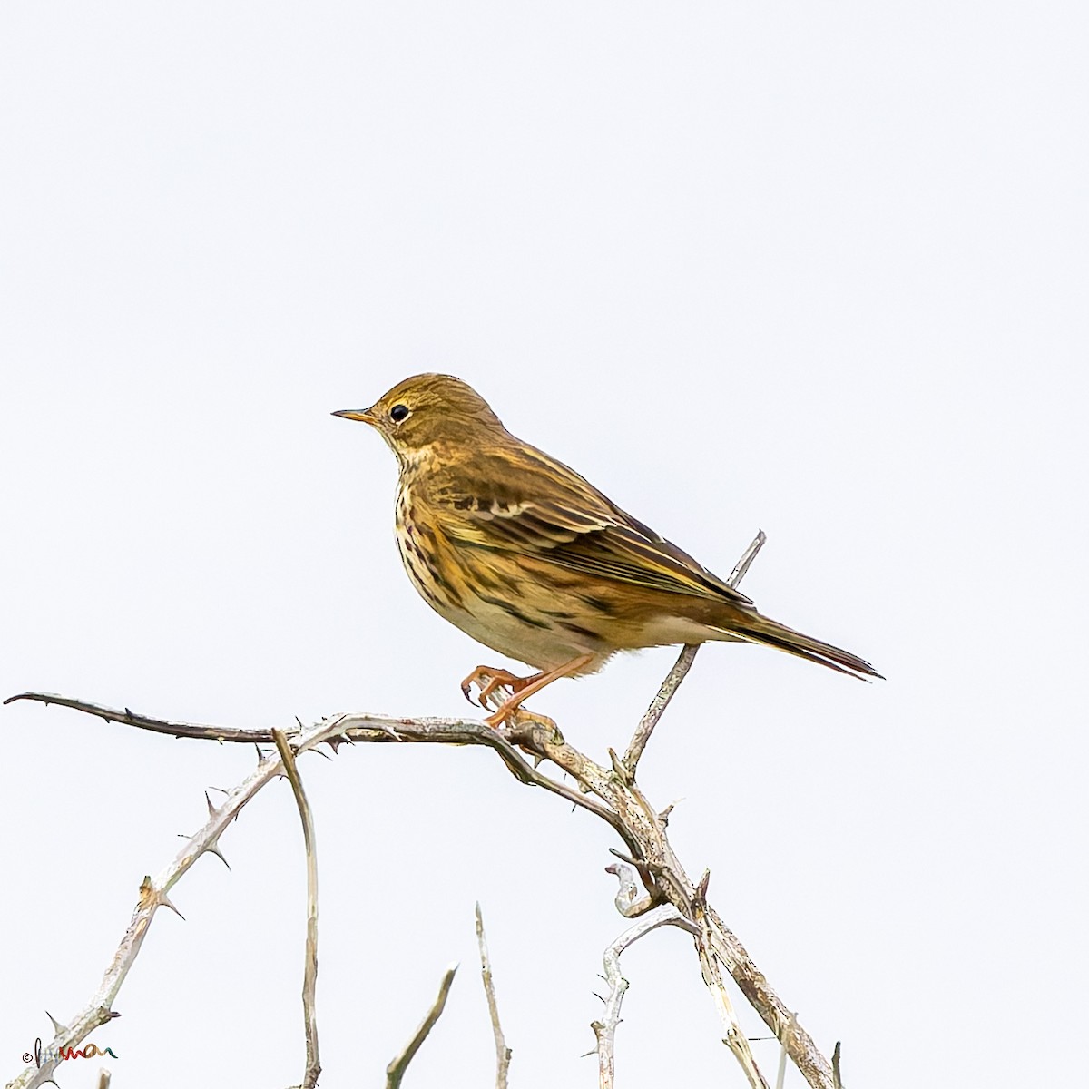 Pispola - ML644794536