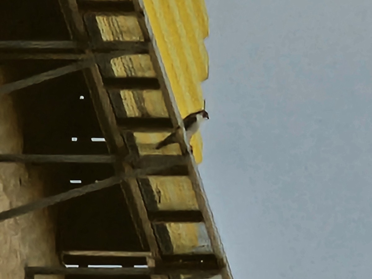 sokol stěhovavý - ML644794538