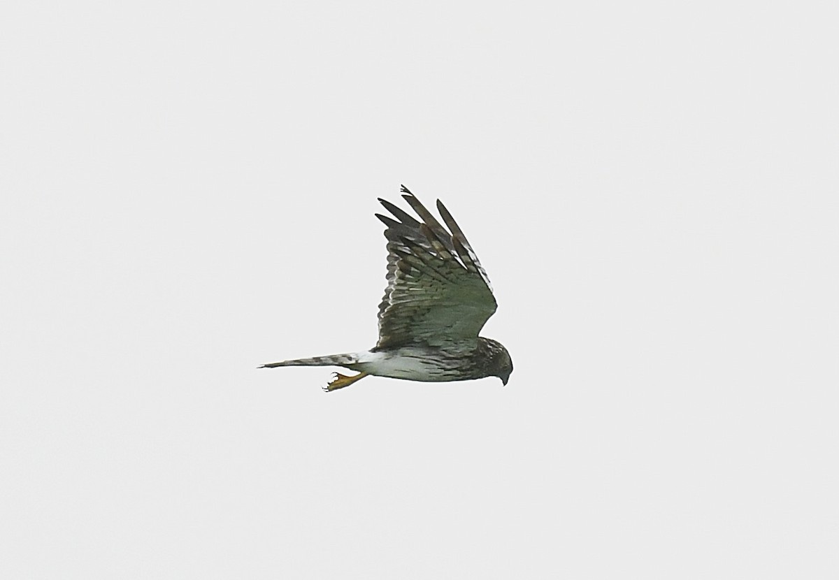 Pied Harrier - ML644794547
