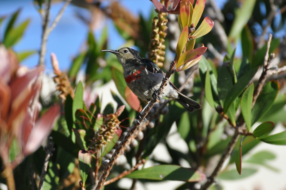 Southern Double-collared Sunbird - ML644794549