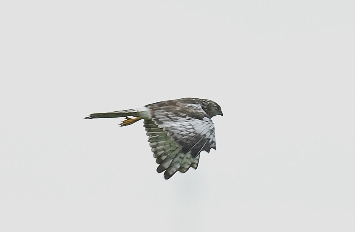 Pied Harrier - ML644794551