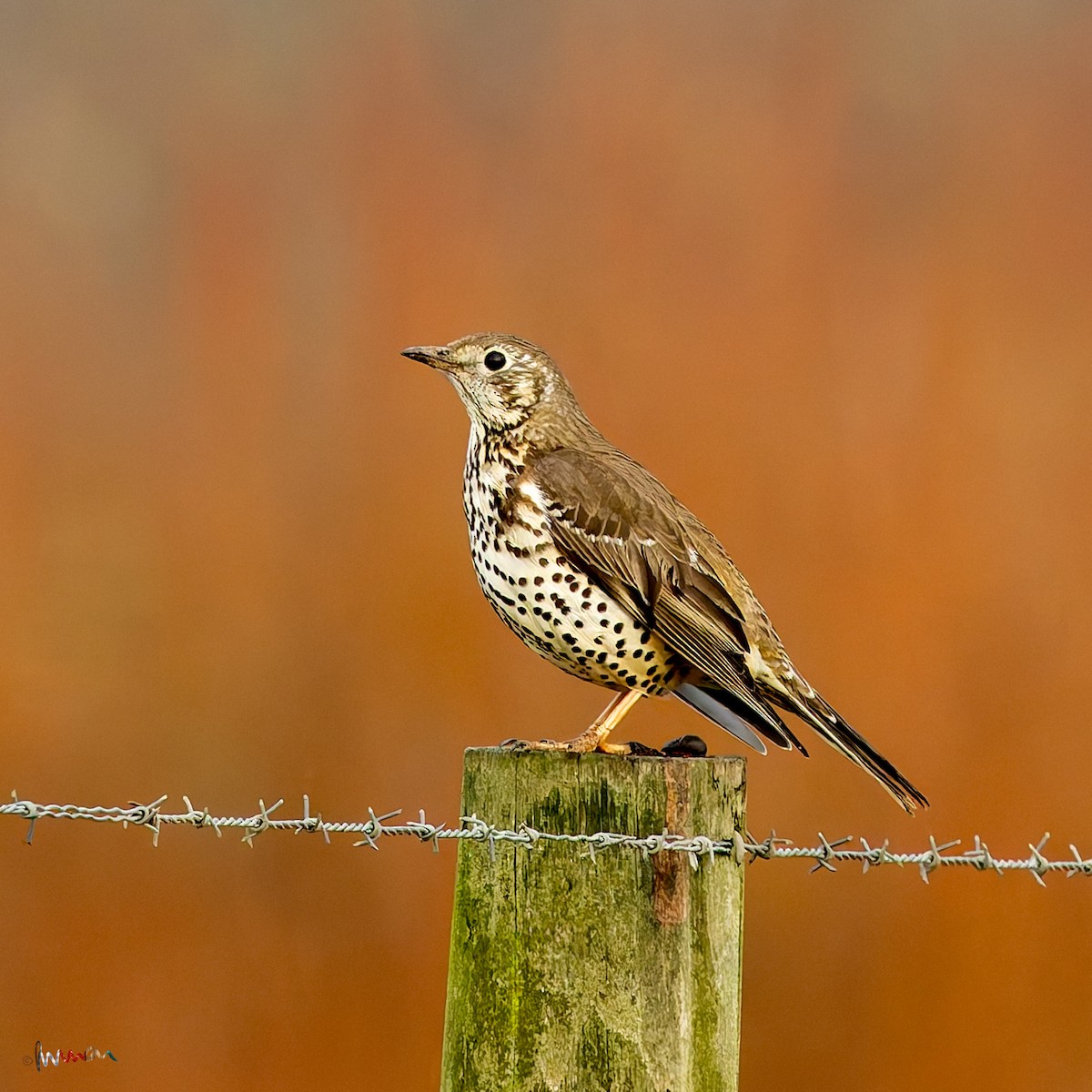 槲鶇 - ML644794561