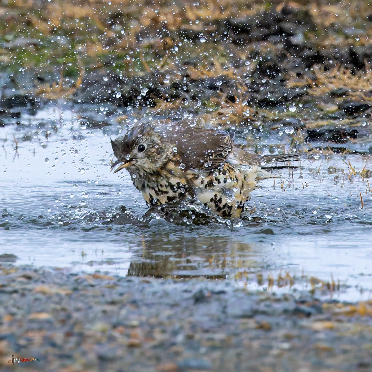 槲鶇 - ML644794562