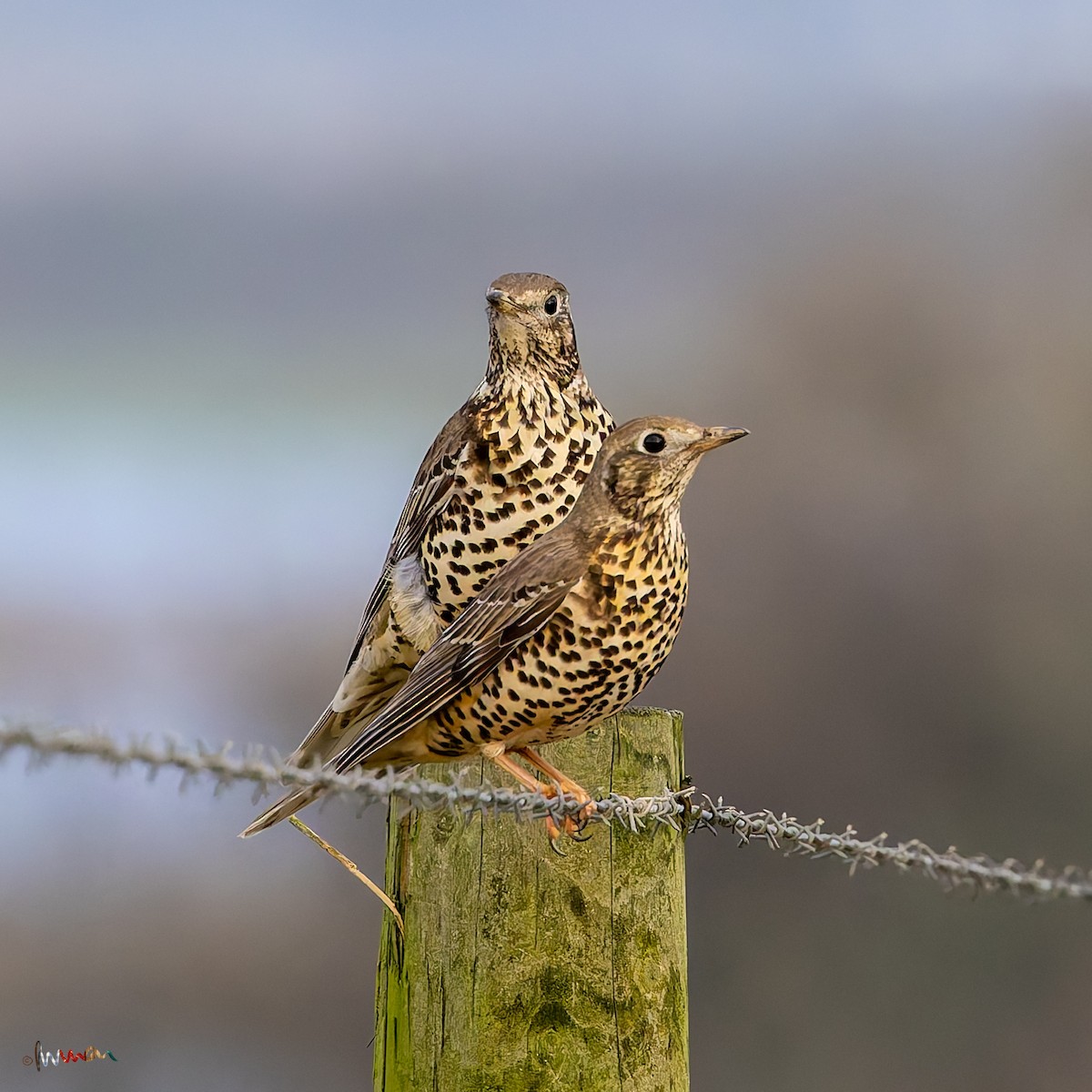 槲鶇 - ML644794563