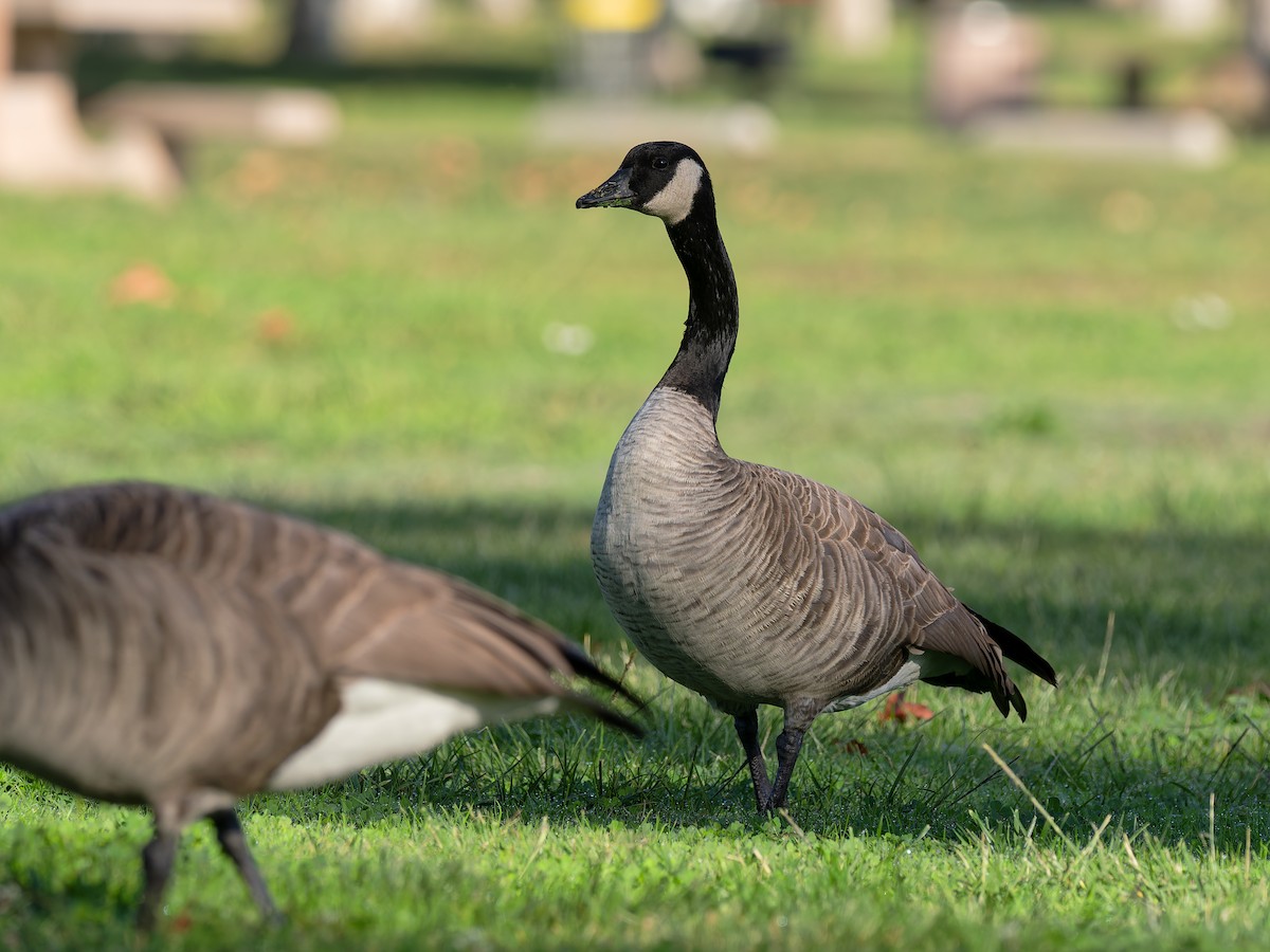 Canada Goose (moffitti/maxima) - ML644794570