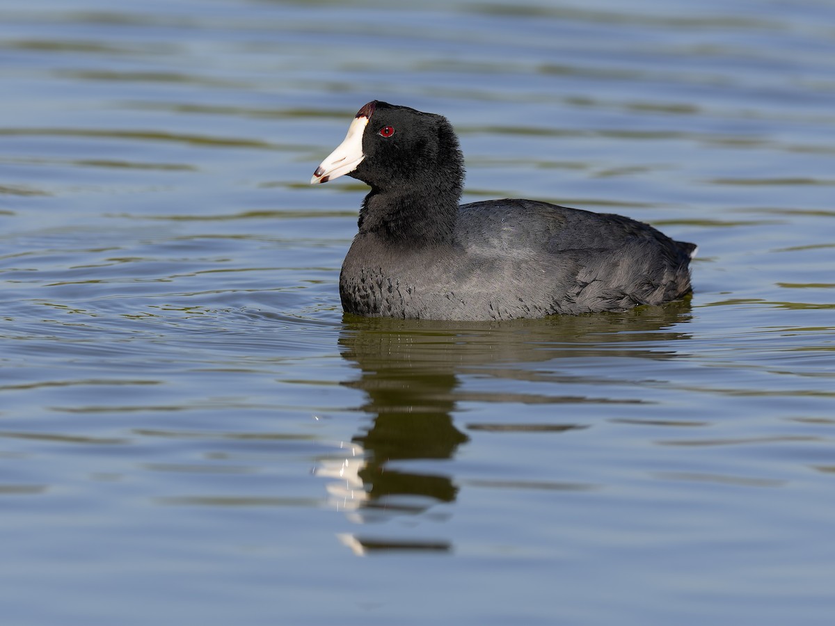 American Coot (Red-shielded) - ML644794571