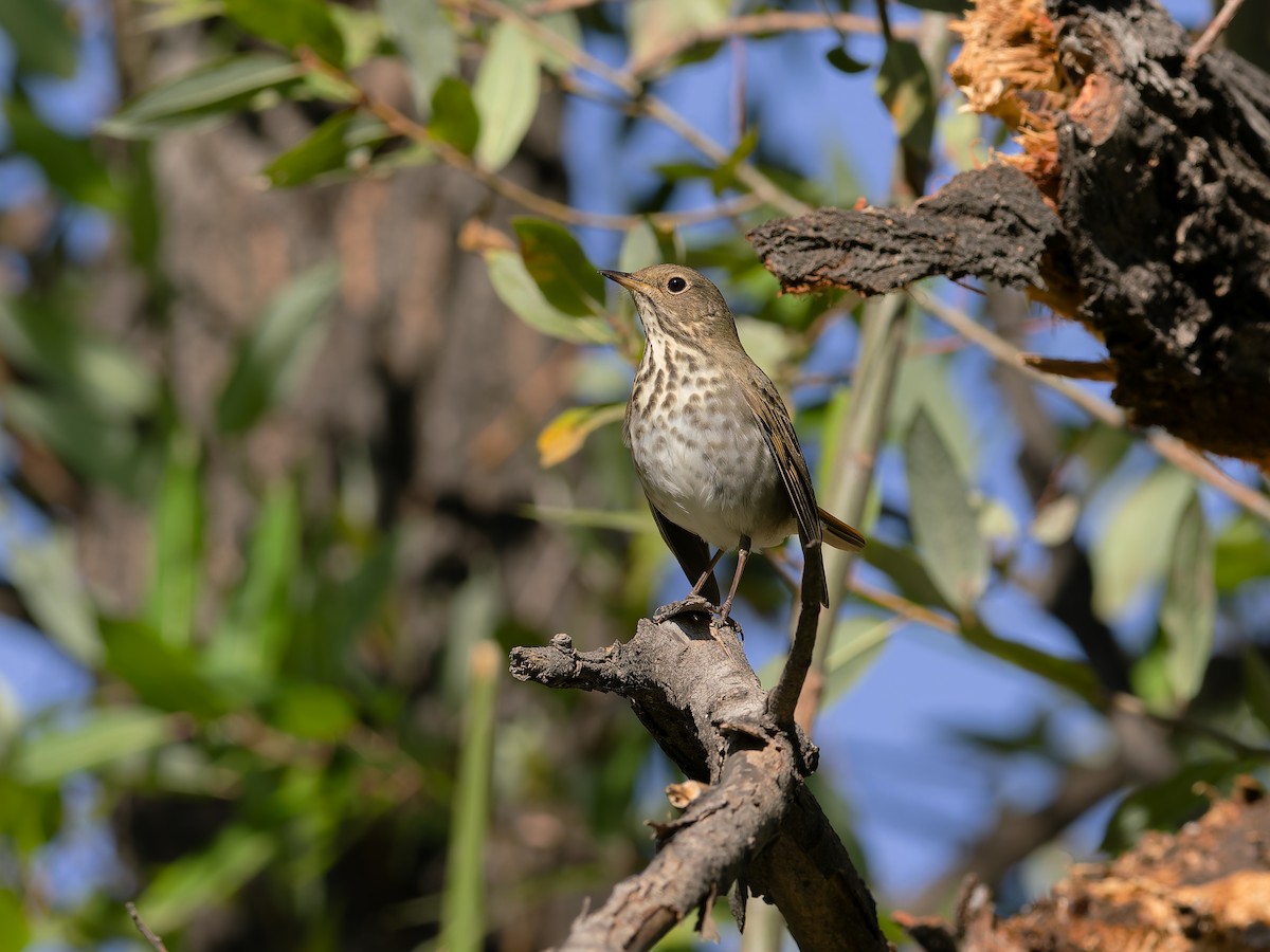 Hermit Thrush - ML644794580