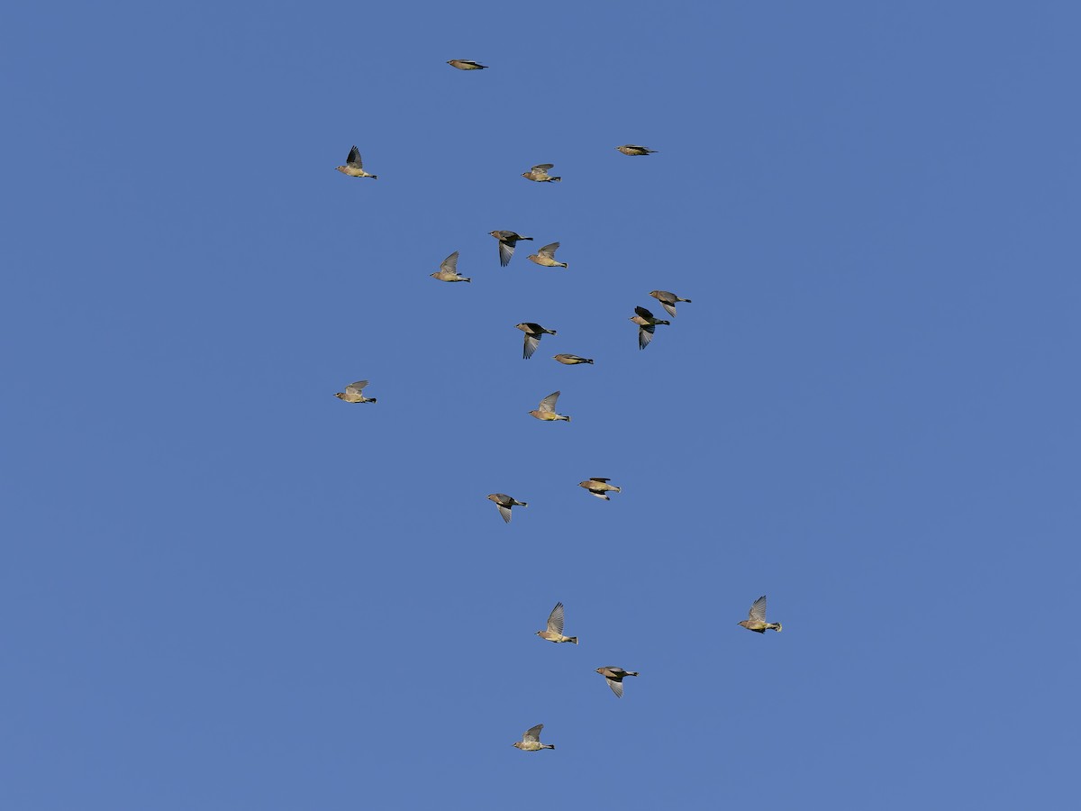 Cedar Waxwing - ML644794589