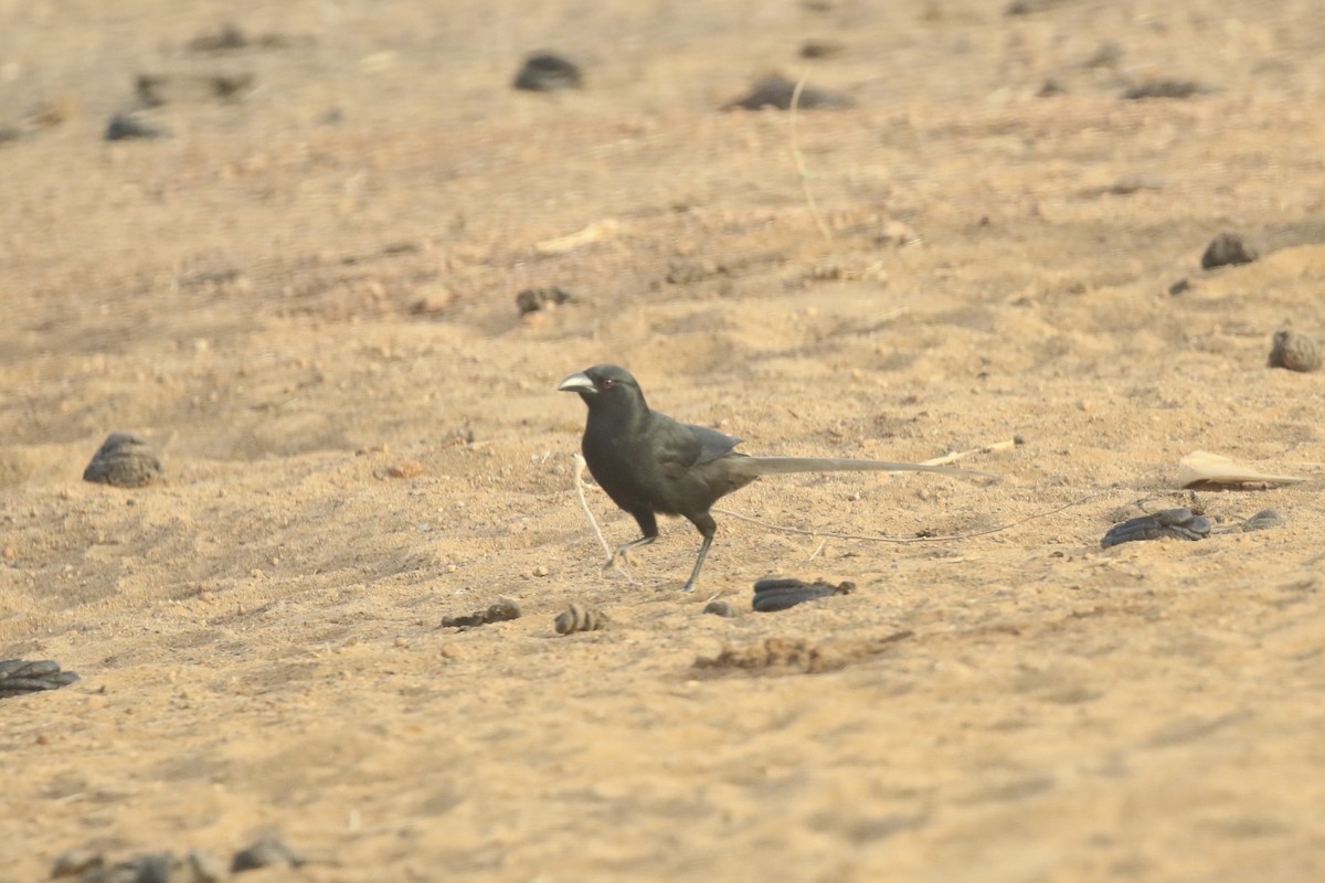 Piapiac - ML644794608