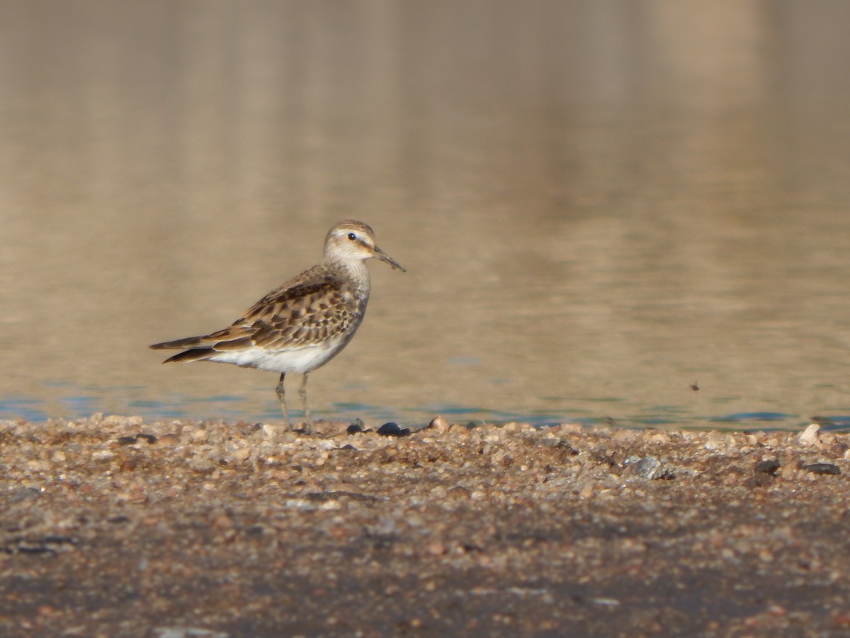 Ak Sokumlu Kumkuşu - ML644794627