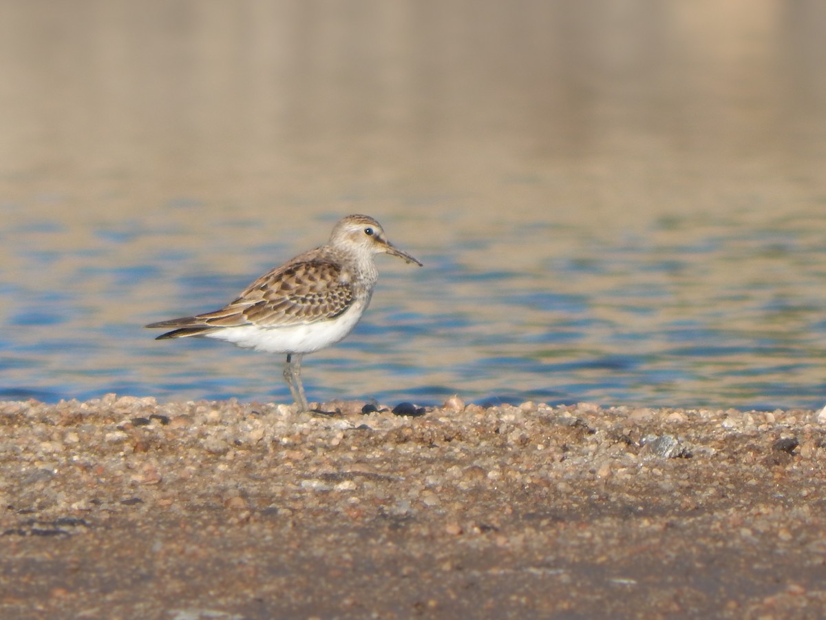 Ak Sokumlu Kumkuşu - ML644794628